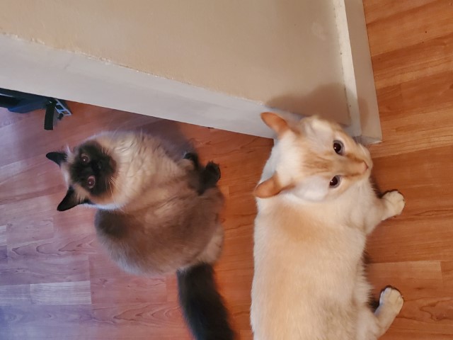 Bear & Memow